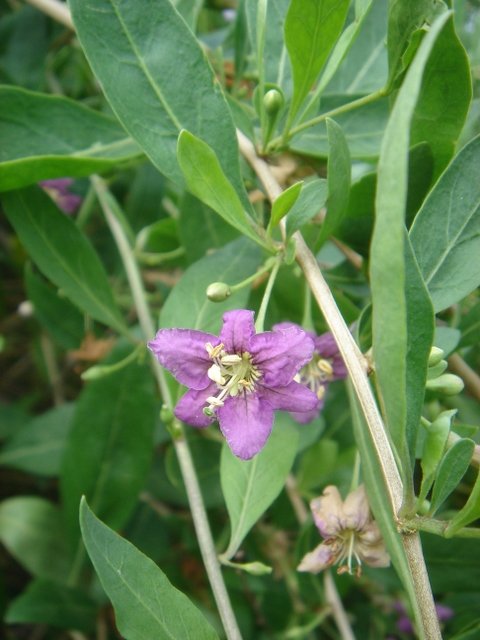Lycium halimifolium 2